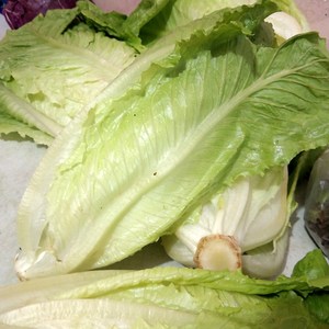 508人付款淘宝新鲜蔬菜 包罗生菜包心罗纹包心罗马生菜沙拉生菜500g