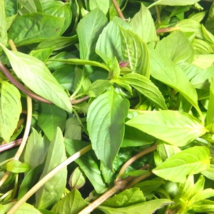 九层塔 当天采摘新鲜九层塔50g250g500g三种重量规格 三杯鸡香料