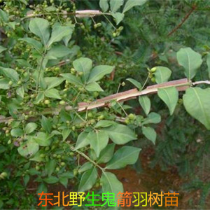 鬼箭羽苗中草药植物野生四面锋四面戟种子种苗庭院盆栽地栽观赏