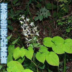 东北野生三枝九叶草种苗中草药植物仙灵脾淫羊藿种苗南北方种植