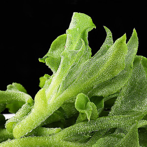 山东寿光特产新鲜冰草非洲花冰叶火锅即食生吃沙拉菜凉拌3-5斤