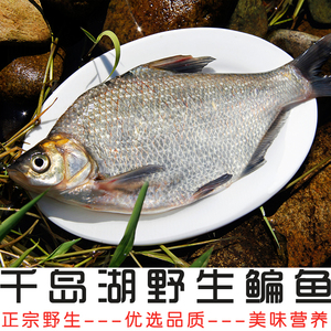 千岛湖野生鳊鱼淡水鳊鱼三角鲂团头鲂武昌鱼活鱼现杀鲜活水产500g