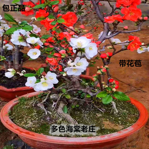 新品稀缺多色海棠彩云海棠盆景长寿冠日本海棠盆载室内绿植花卉盆