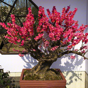 原生老桩红梅盆景耐寒骨里红梅花卉植物室内花盆栽乌梅朱砂梅