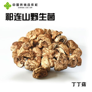 张掖特产肃南裕固族新货西北土特产野生蘑菇丁丁菇