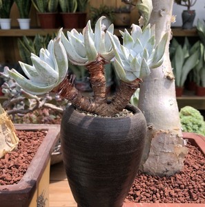 绿叶初霜白体绿体仙女杯韩稀有多头大群生老桩多肉肉植物一物一拍