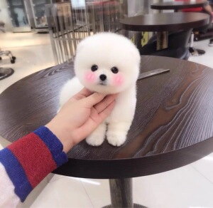 白色泰迪狗活犬纯白色