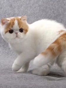 加菲猫宠物猫幼崽纯种长毛小猫咪活物活幼体可爱纯白三花色包子脸9人