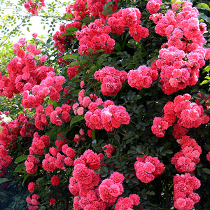 红木香花苗爬藤植物白黄木香花苗盆栽四季大花攀爬墙浓香红色蔷薇