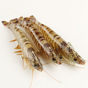 海捕基围虾鲜活新鲜大虾九节虾竹节虾海虾鲜活基围虾北京闪送