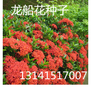 龙船花种子绿植花苗四季开花盆栽庭院阳台植物耐热花卉绣球花种籽