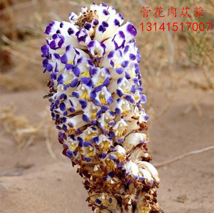 管花肉苁蓉种子 野生 大漠锁阳种子新疆沙漠特有人参阿拉善大芸籽