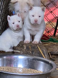 贵州纯种下司犬 两个月葫芦形虎头中长剑毛下司猎犬 幼犬活体包邮