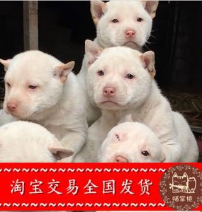 狗贵州下司犬-淘宝拼多多热销狗贵州下司犬货源拿货 - 阿里巴巴货源