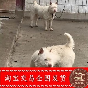 下司犬贵州纯种成年犬长毛大狗低价活体可视频看狗可淘宝交易
