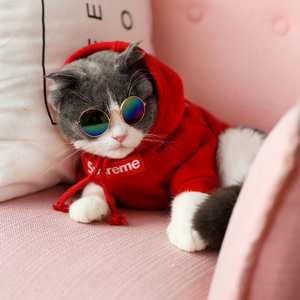 屋简 宠物潮牌猫咪衣服英短美短春秋夏薄款短袖卫衣t恤小型犬服装