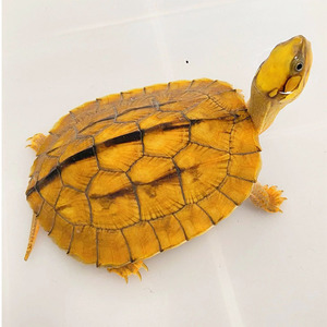 正宗金钱龟纯种活物纯正越南米底海南三线闭壳龟招财宠物龟幼龟苗