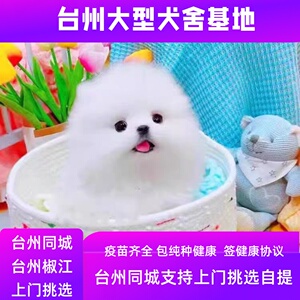 博美犬 _ 台州犬舍纯种博美幼犬可爱小型活动体茶杯犬长不大宠物真狗