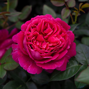 末离园 真彩230 日本 灌木 红色大花暗条纹 浓香月季