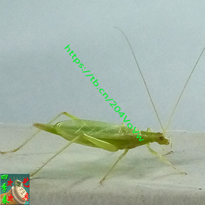 四季春虫艺虫具人工新脱活体鸣虫青竹蛉黑紫竹柬埔寨竹蛉份房价格