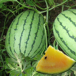 黄瓤迷你凤梨小西瓜种子皮薄甜度高阳台庭院四季礼品瓜籽蔬菜种孑