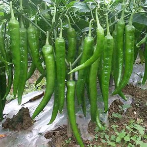 时田杭椒f1辣椒种子早熟超辣线椒种籽阳台菜园春季夏四季蔬菜种孑