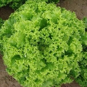 美国大速生菜种孑绿青菜生吃沙拉耐寒四季菜园阳台盆栽蔬菜种籽子