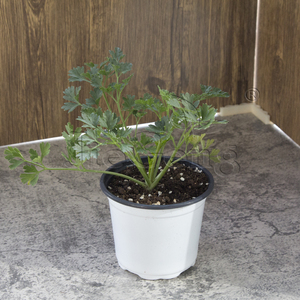 意大利平叶欧芹盆栽 法香  italian giant parsley pot 香草香料