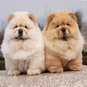 松狮幼犬纯种宠物狗家养活体小型犬肉嘴面包嘴主人犬胖胖狗不爱叫