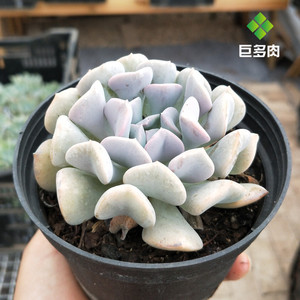 雪精灵多肉