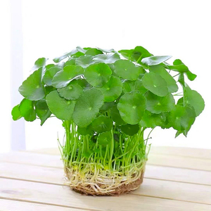 带叶铜钱草水培盆栽植物室内小绿植花卉水养金钱草籽水生四季好养