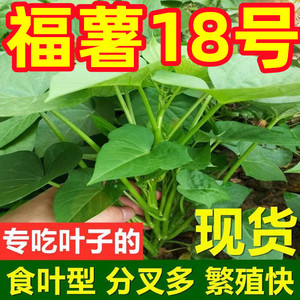 红薯苗食叶型红薯苗地瓜叶新鲜苗专吃叶子番薯叶苗秧台湾红薯苕尖