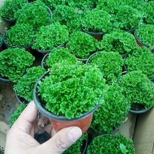 小盆栽地球草