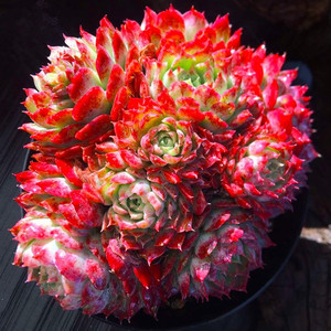 朱砂痣西府海棠仙桃多肉植物红色大颗群生好养稀有办公室萌肉盆栽