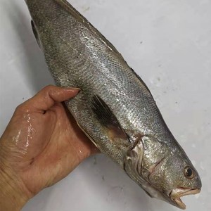 舟山海鲜 野生米鱼 鮸鱼 1-1.5斤/条 5斤装