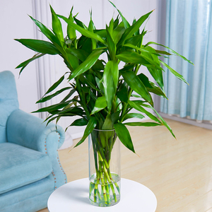 梦邦水培富贵竹植物室内办公室桌面好养客厅水养绿植盆栽同城配送
