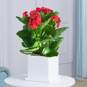 梦邦长寿花植物盆栽室内客厅桌面盆景四季绿植花卉重瓣花带花苞