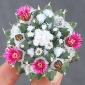 描春实生稀有雪糕仙人球乳突球属精品毛绒仙人球多肉植物盆栽花卉