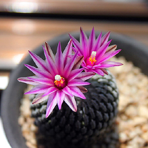 描春精巧殿娇丽属开花仙人球 防辐射多肉植物盆栽仙人掌科桌面