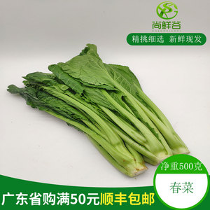 新鲜春菜500g 家常农家健康蔬菜 新鲜春芥菜 叶菜每斤