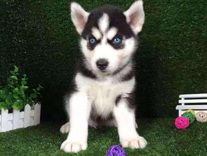 哈土奇幼犬哈士奇