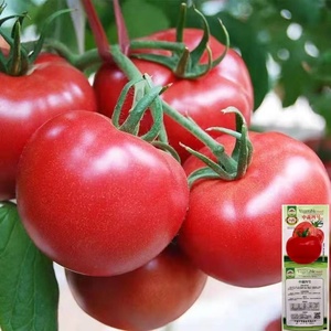 高产大番茄种子超甜红果大西红柿春季秋季抗病高温蔬菜瓜果圣女果