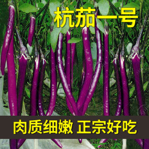 杭川红长茄种子苗特大线茄茄子阳台秧四季蔬菜种籽黑紫色秧苗孑