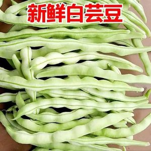 山东白芸豆新鲜豆角现摘5斤净重芸豆整箱农家正宗白不老米豆蔬菜