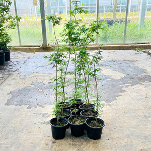 茜空枫树日本进口名贵三季品种彩叶带锦盆景盆栽庭院树红枫树苗