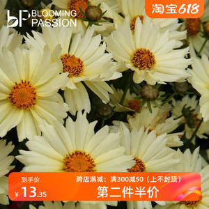 BP花卉金鸡菊盆栽14cm小闹钟阳台庭院花园花期长易养植物花量大