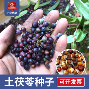 白肉土茯苓种籽500g新鲜云伏苓种子广东金刚藤老火靓汤食用块根