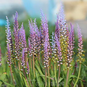 540 多变立金花 lachenalia mutabilis  3球装 秋植球根花卉植物