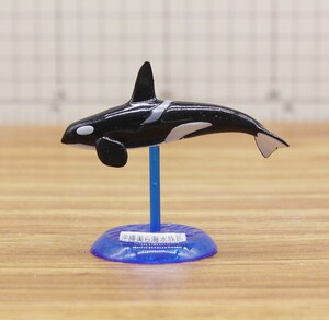 现货日本冲绳美海水族馆虎鲸扭蛋散货模型玩具