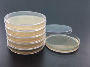 双歧杆菌琼脂培养基 平板 9cm 无菌包装 10只/包